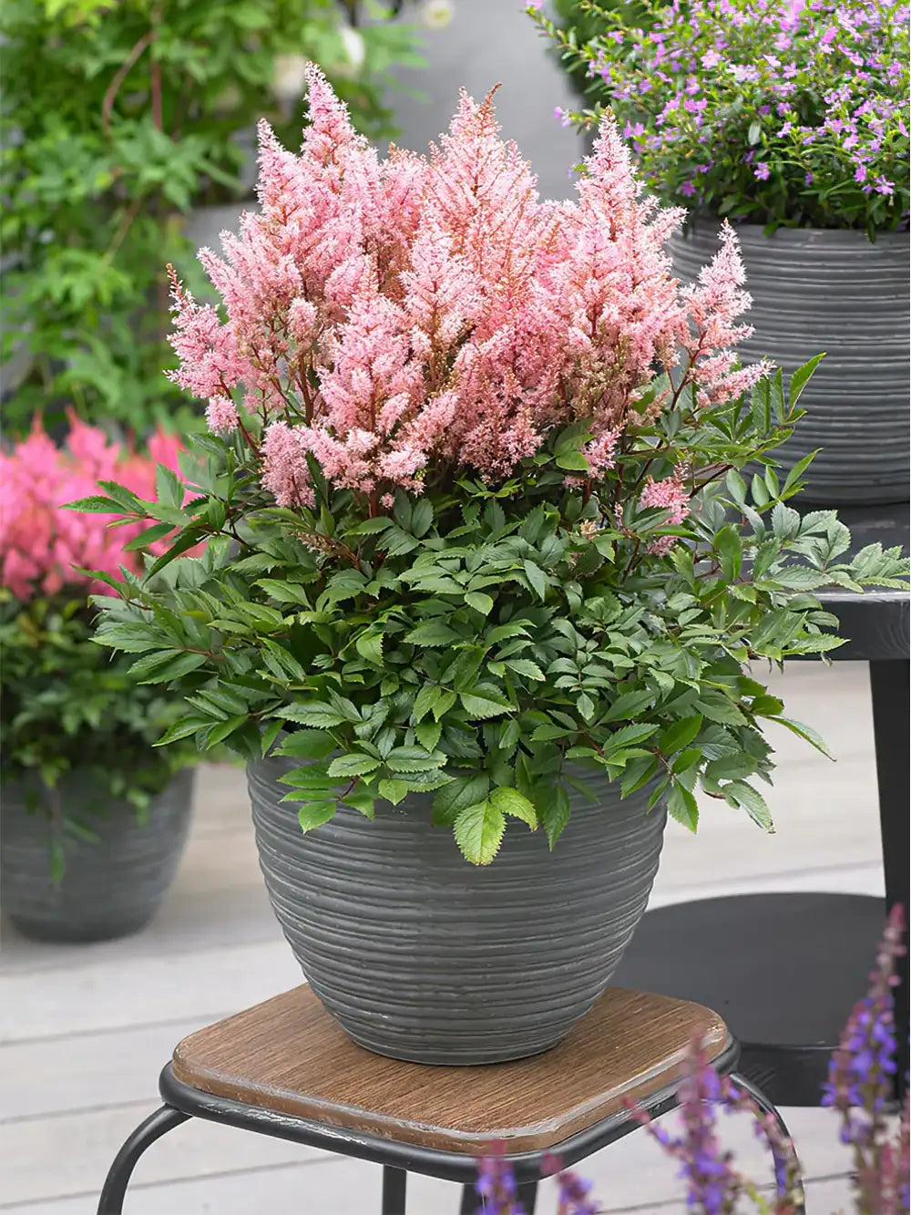 Astilbe 'Look At Me'